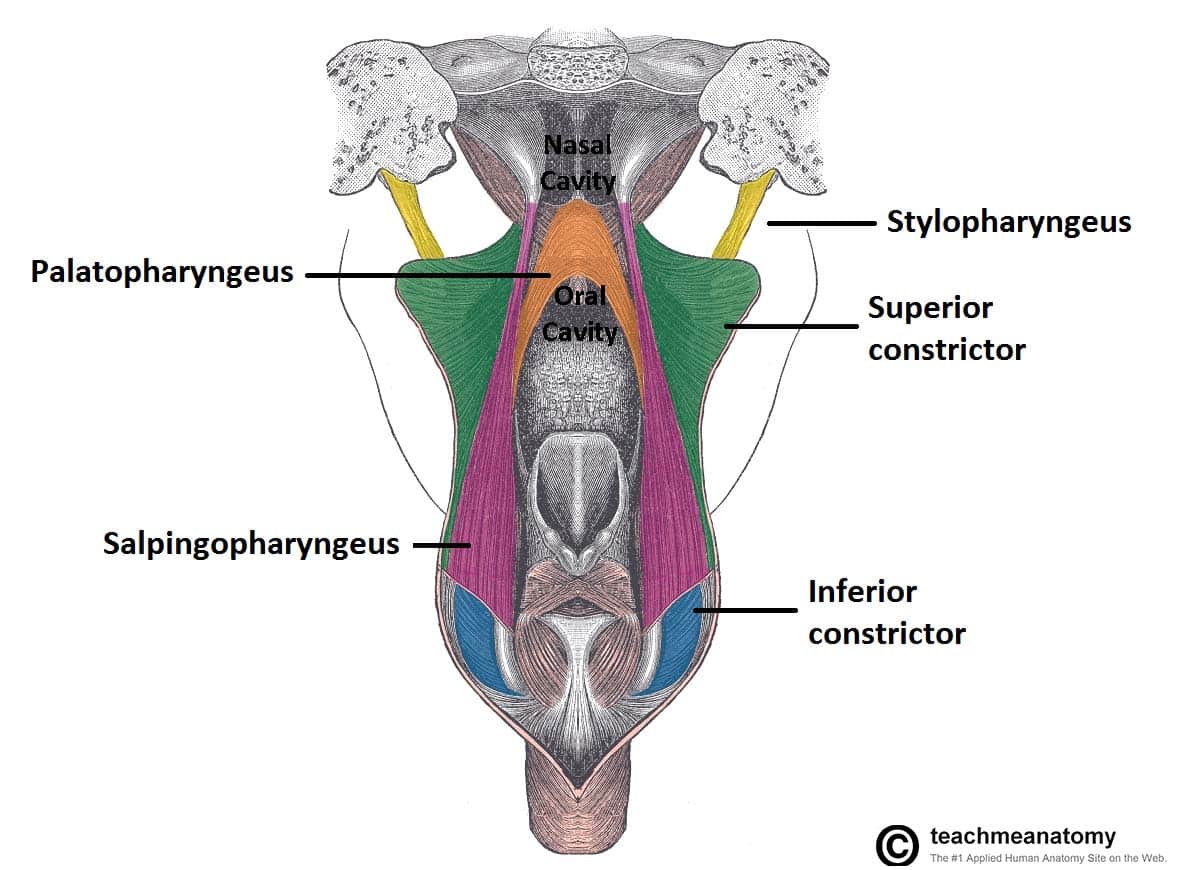 superior pharyngeal constrictor