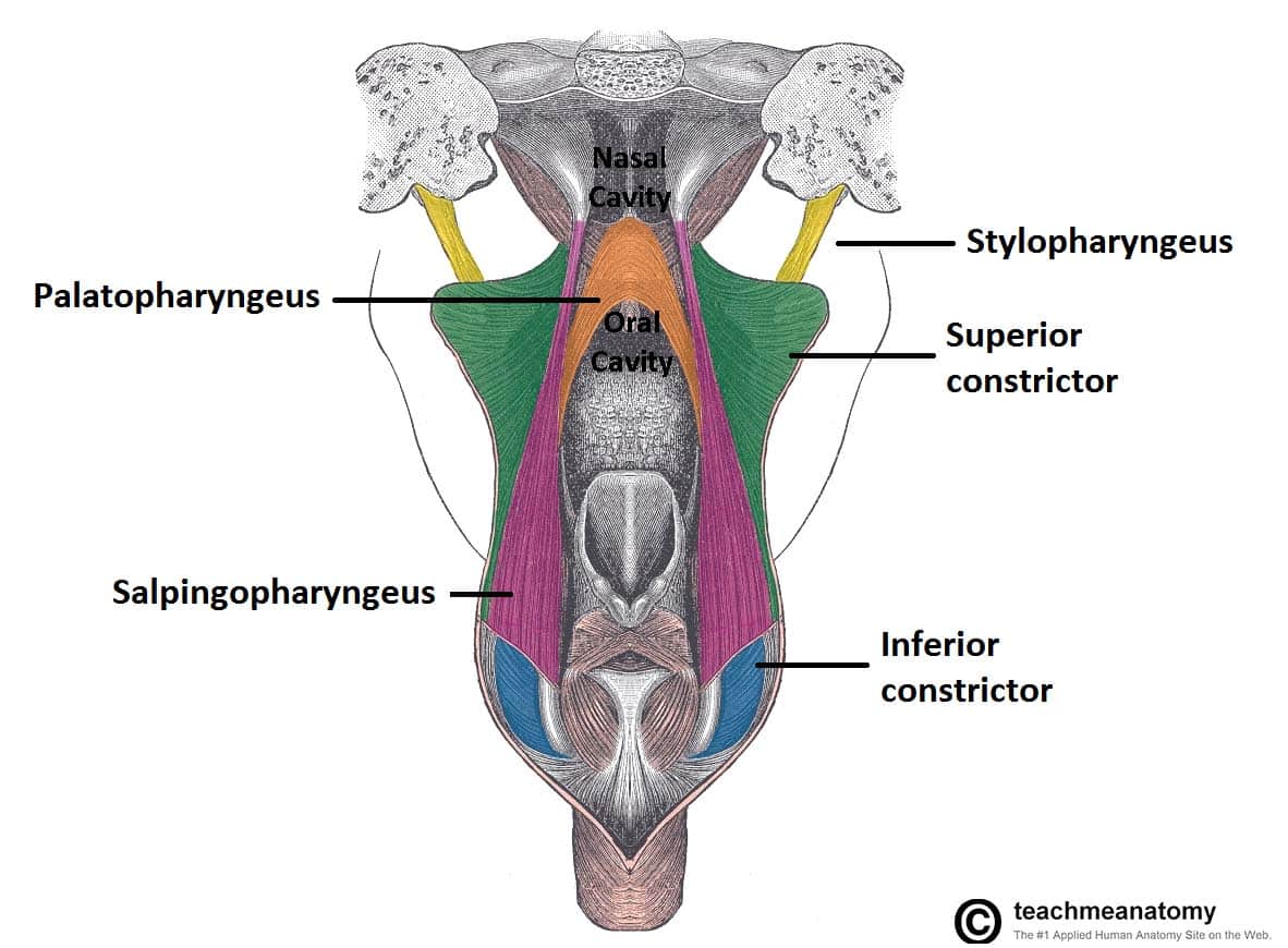The Pharynx Subdivisions Blood Supply TeachMeAnatomy The Pharynx Subdivisions Blood Supply TeachMeAnatomy