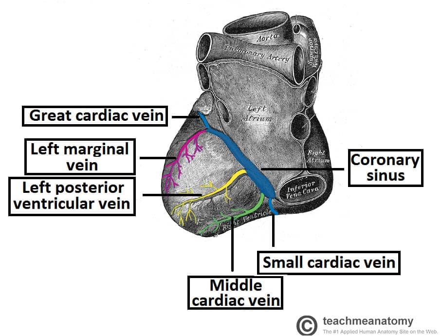 Fig 1.5 - Posterior view of the heart, showing the venous drainage. 