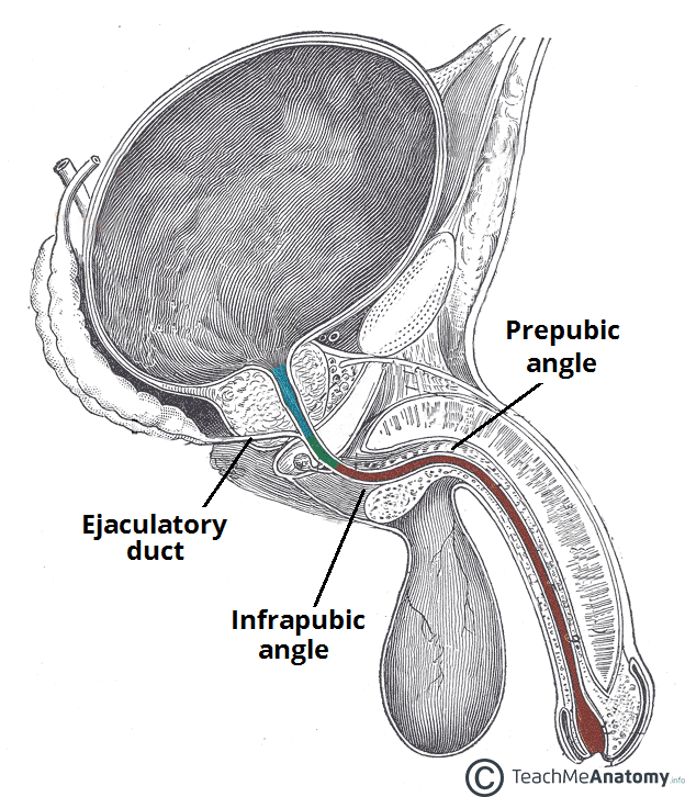 The Urethra Male Female Anatomical Course Teachmeanatomy