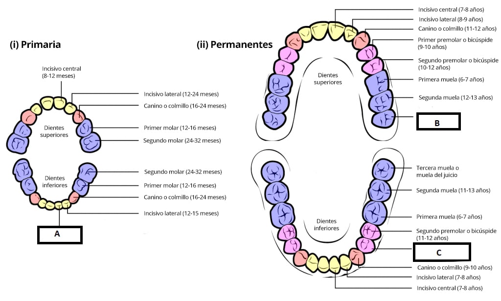 Ilustración en la que se comparan la dentición de leche y la dentición permanente en niños y adultos, que muestra los tipos de dientes y su disposición.