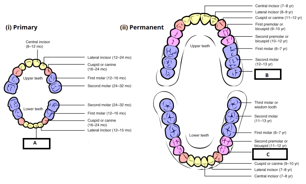 Child And Adult Dentition Teeth Structure Primary Permanent 
