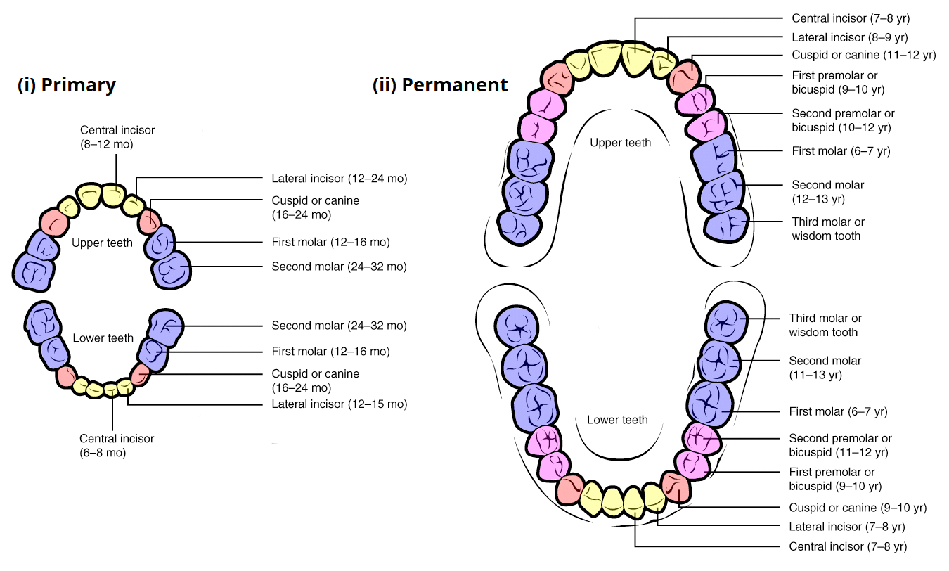 Permanent Tooth Calcification Chart