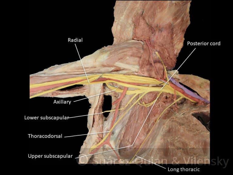 The Brachial Plexus Sections Branches Teachmeanatomy