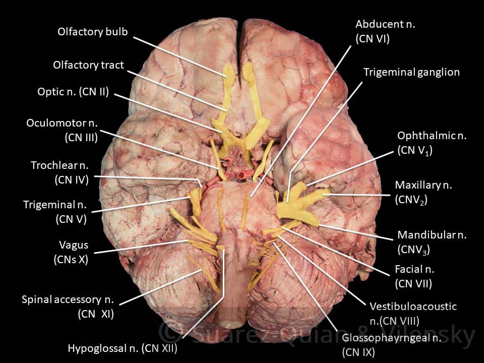 cranial nerves list