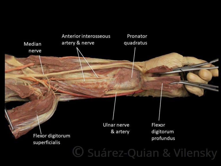 Muscles of the Anterior Forearm Flexion Pronation TeachMeAnatomy