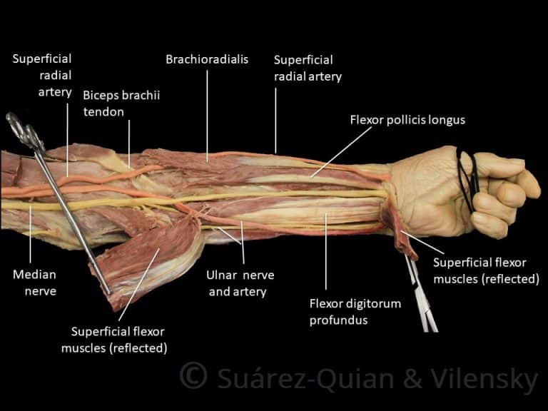 Muscles of the Anterior Forearm - Flexion - Pronation - TeachMeAnatomy