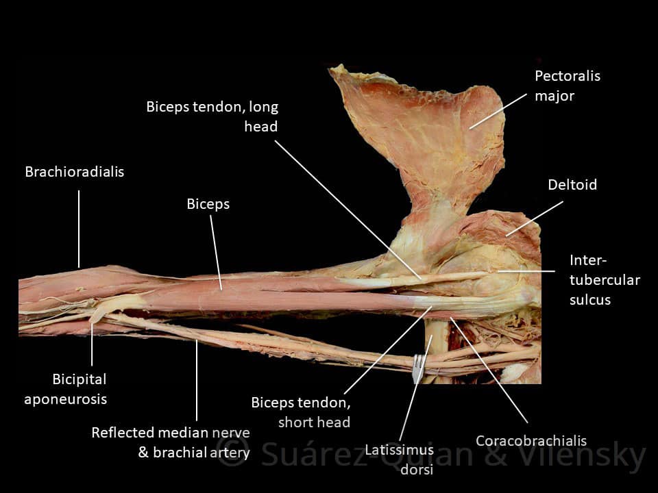 bicep muscles anatomy