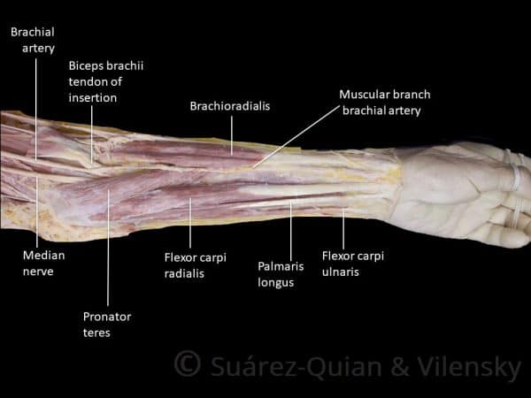 Muscles of the Anterior Forearm - Flexion - Pronation - TeachMeAnatomy