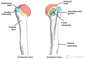 Illustration of the proximal aspect of the humerus, highlighting the greater and lesser tuberosities for muscle attachment.