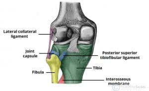 Posterior view of the left proximal tibiofibular joint.
