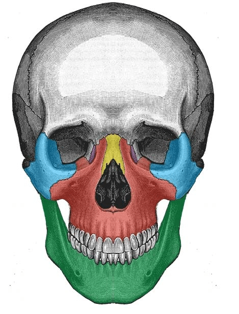 skull diagram without labels