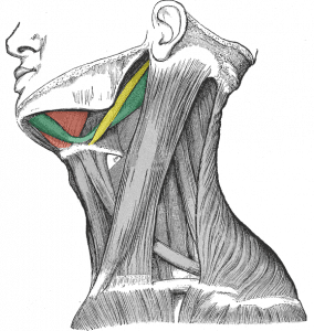 The Suprahyoid Muscles - Stylohyoid - Digastric - TeachMeAnatomy