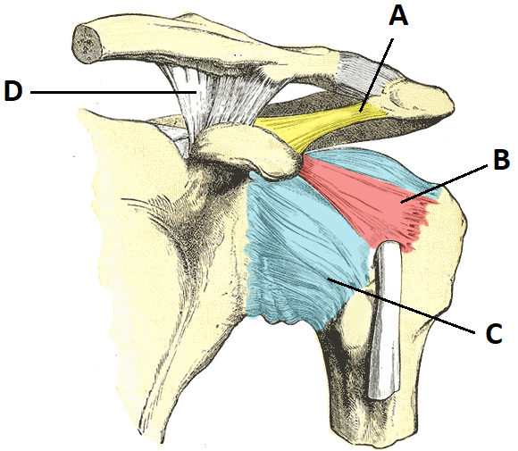 The Shoulder Joint - Structure - Movement - TeachMeAnatomy