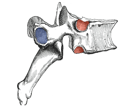 spine bones drawing