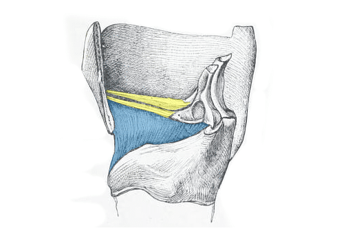 Front view of the muscles of the larynx vintage Vector Image
