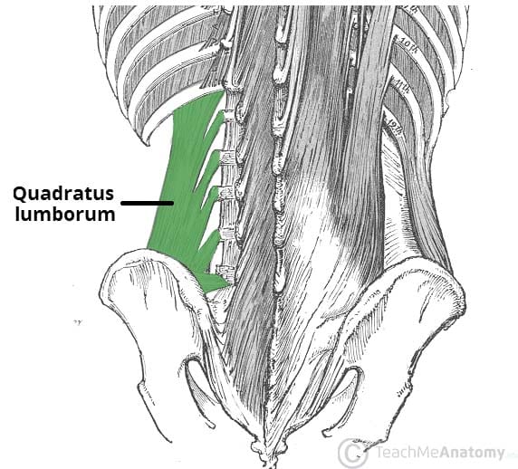 Fig 1.0 - The quadratus lumborum of the posterior abdominal wall.
