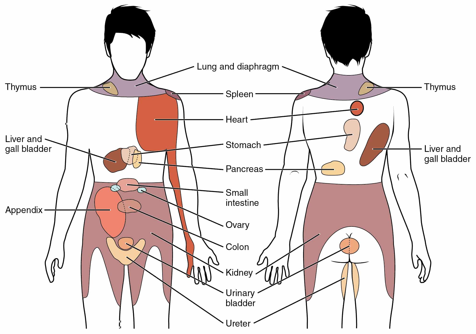 intraperitoneal and retroperitoneal organs