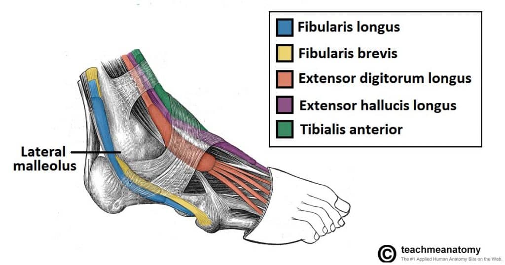Fig 1.1 - Lateral view of the tendons of the foot. Note the fibularis longus tendon, as it moves underneath the foot.