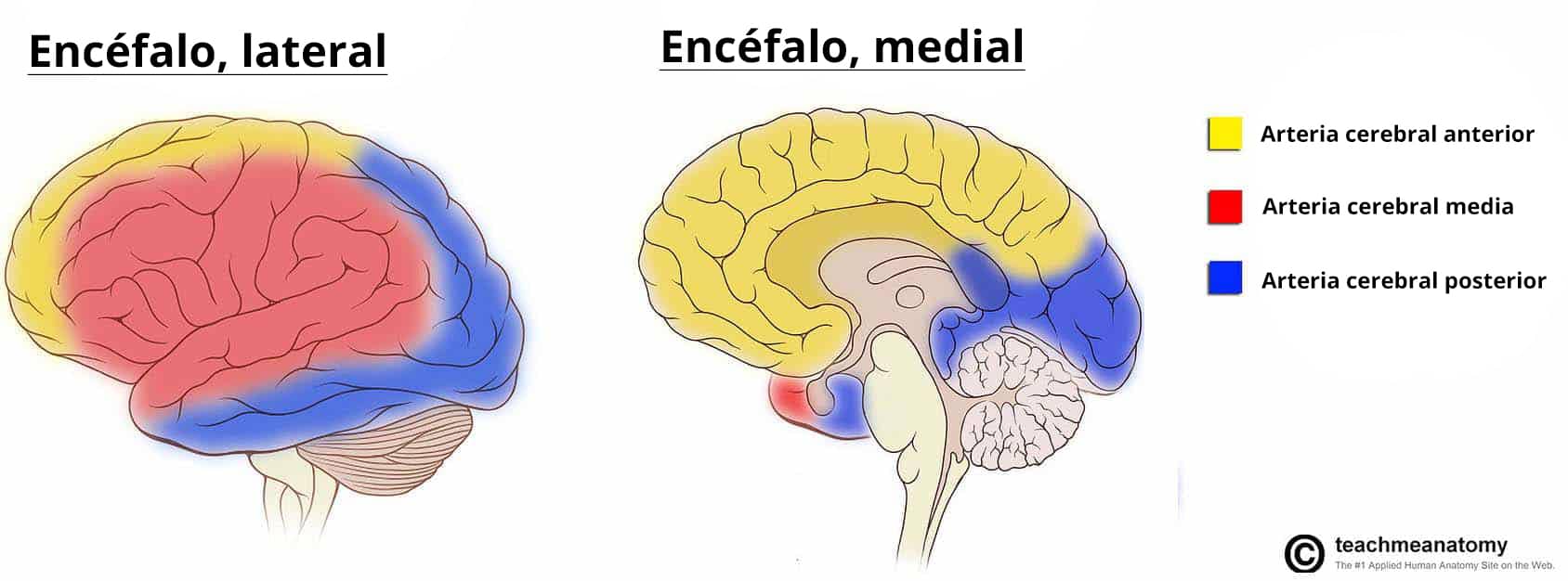 Resumen de la irrigación sanguínea cerebral, en el que se ilustran las conexiones arteriales del sistema nervioso central.