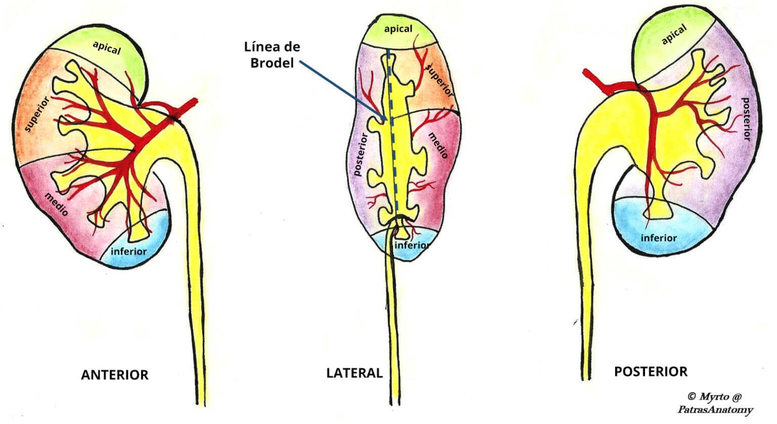 Los riñones – Ubicación – Estructura – Vasculatura – TeachMeAnatomy