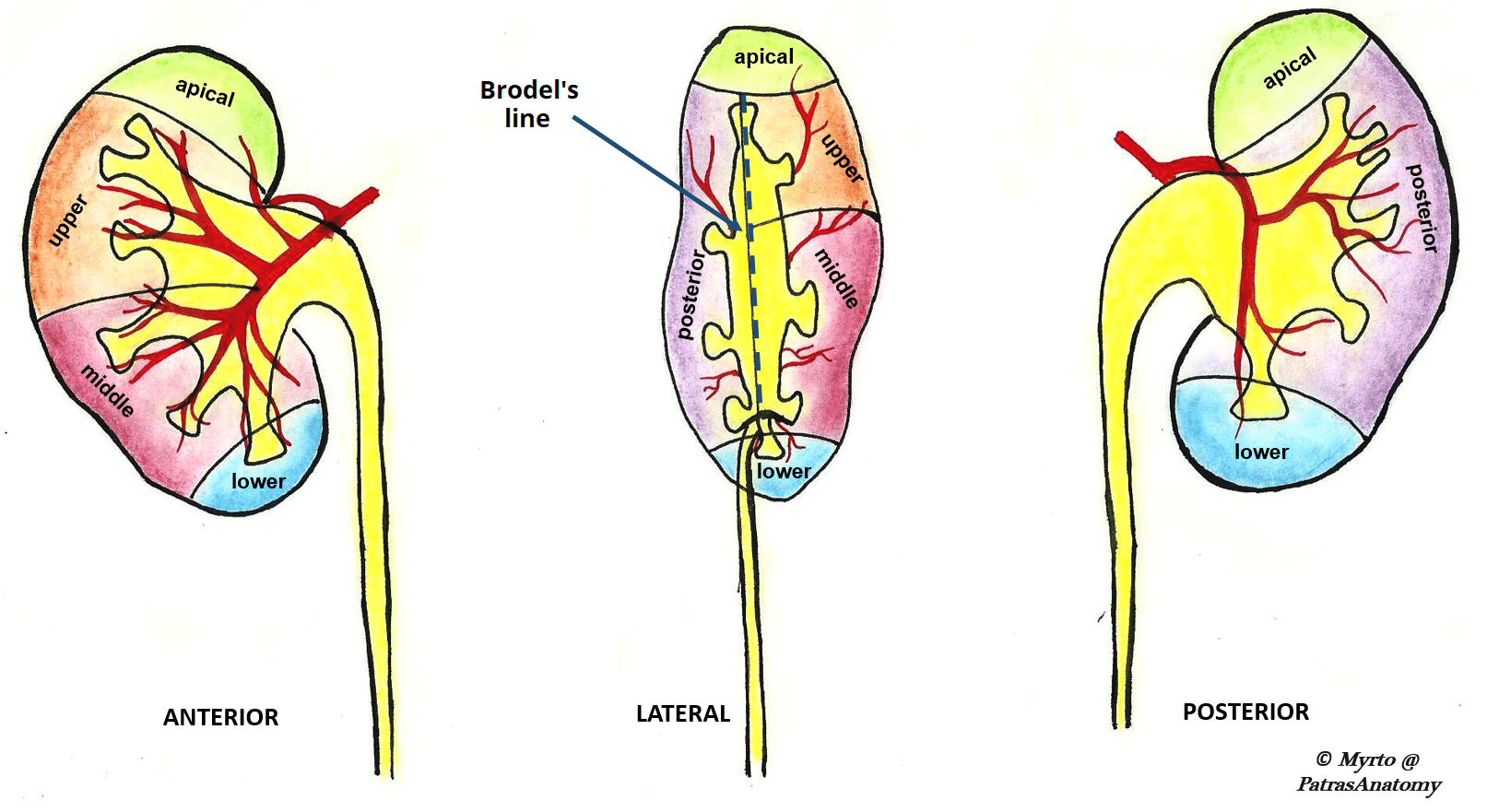 Simple Kidney Diagram