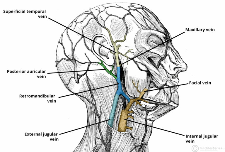 How to Learn Anatomy – Step-by-Step Guides for Students - TeachMeAnatomy