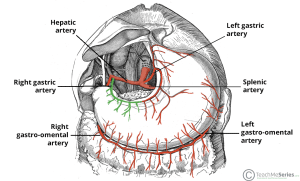Illustration showing the course and supply of the right gastric artery along the lesser curvature of the stomach.