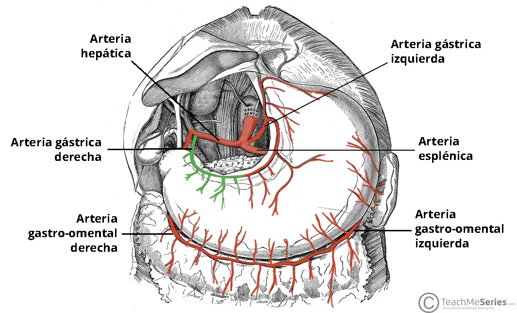 Ilustración que muestra el trayecto y la irrigación de la arteria gástrica derecha a lo largo de la curvatura menor del estómago.
