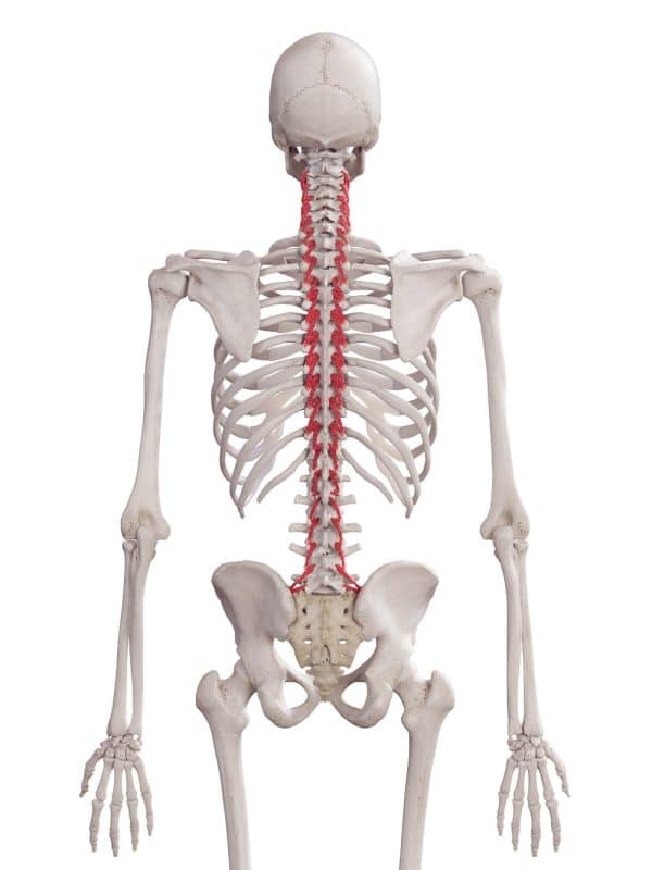 Vasculature of the Pelvis - TeachMeAnatomy