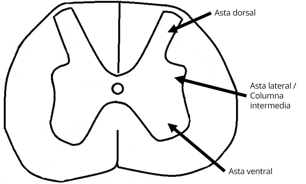 Ilustración de las cuatro columnas de materia gris de la médula espinal.