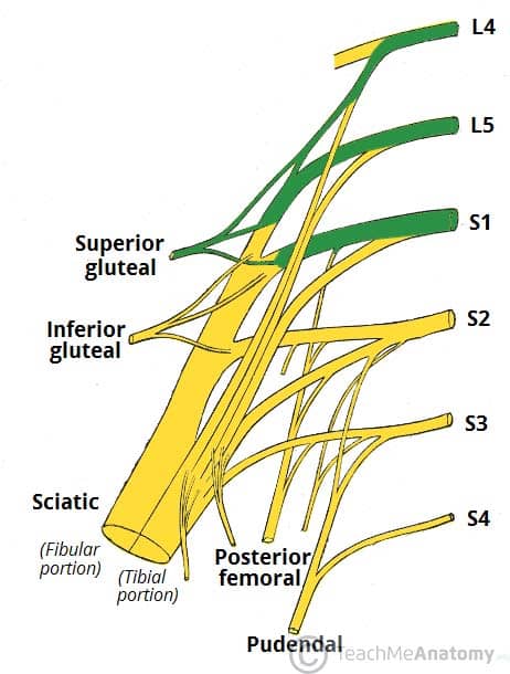 Fig 1.2 - Derivation of the superior gluteal nerve from the sacral plexus