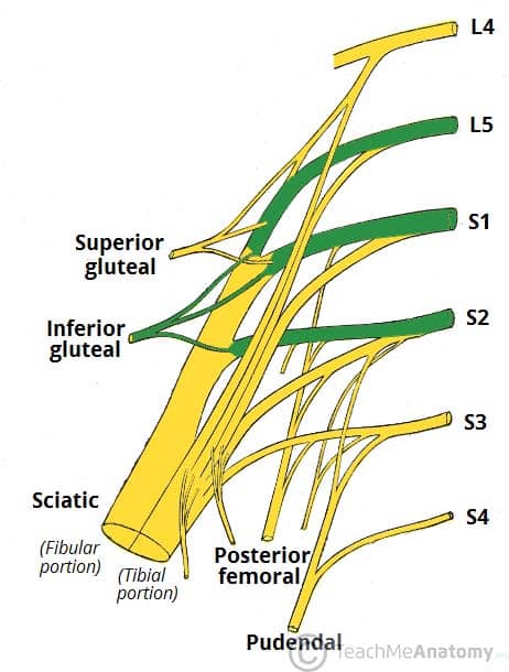 Fig 1.3 - Derivation of the inferior gluteal nerve from the lumbar plexus