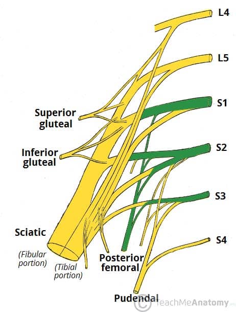 Fig 1.5 - Derivation of the posterior cutaneous nerve.
