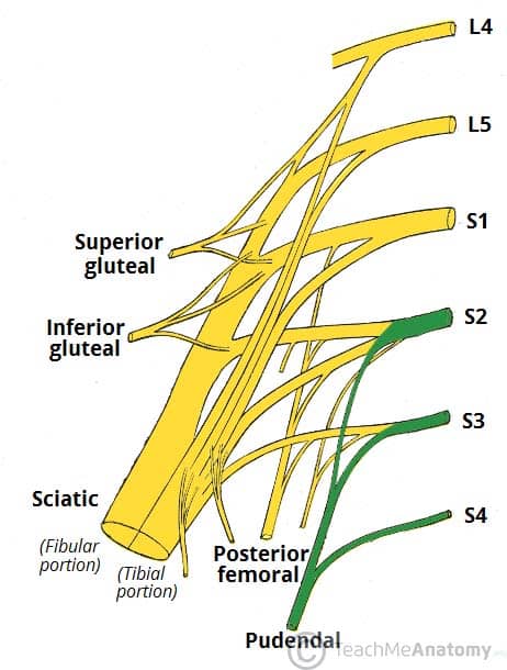 Fig 1.6 - Derivation of the pudendal nerve from the sacral plexus