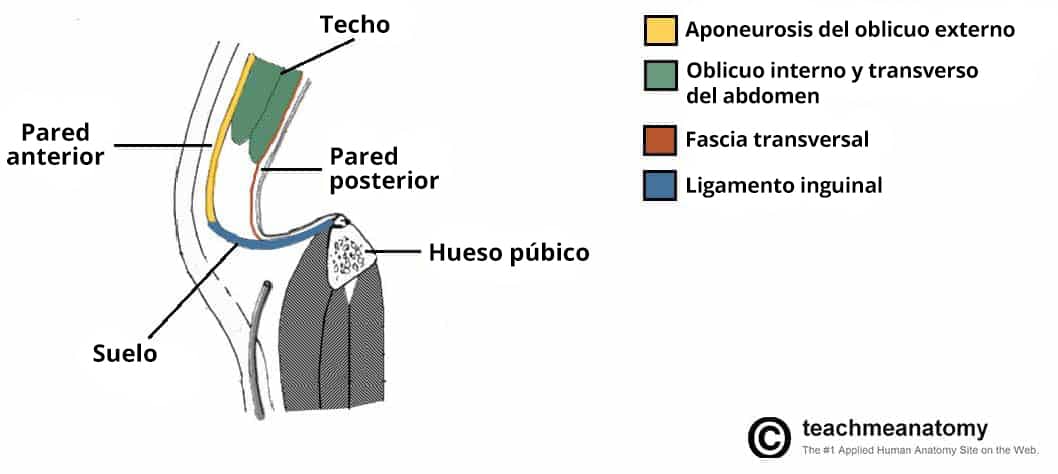 Ilustración del plano sagital del canal inguinal en la que se resaltan sus límites.