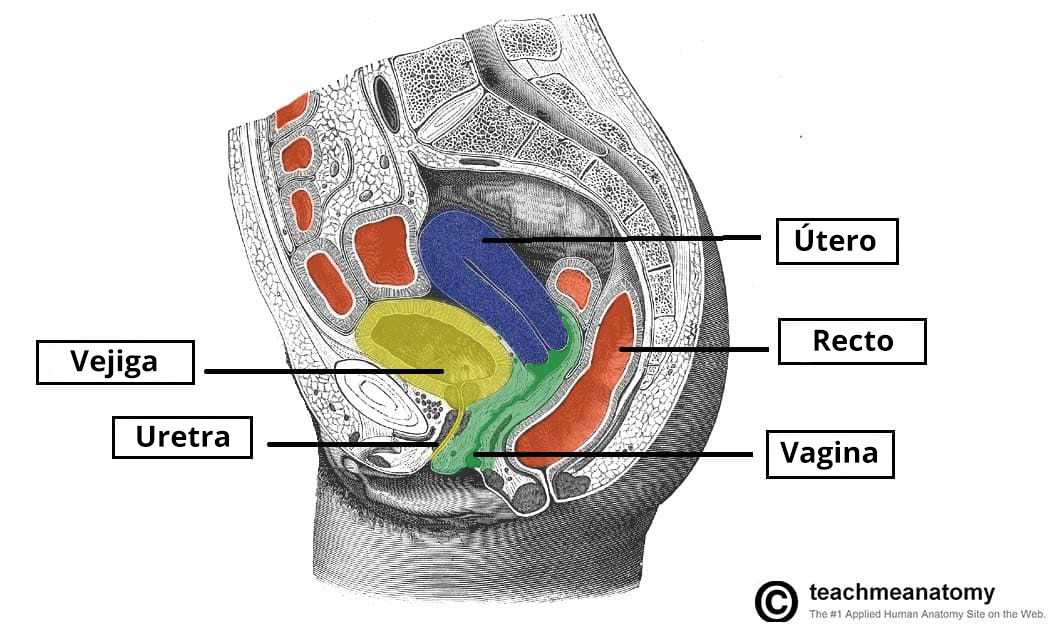 Corte sagital de la pelvis femenina que ilustra la posición anatómica de la vejiga.
