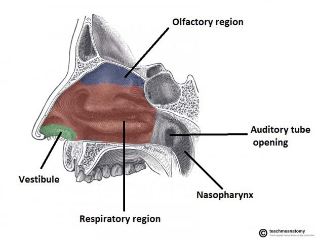 parts of nose and its function