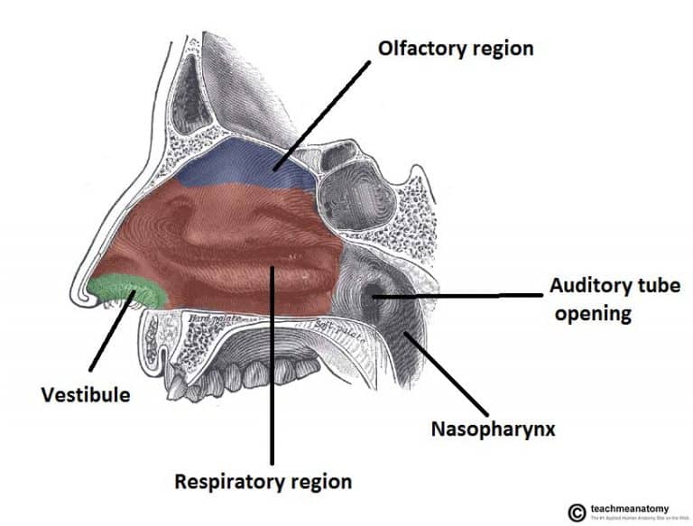 The Nasal Cavity - Structure - Vasculature - Innervation - TeachMeAnatomy