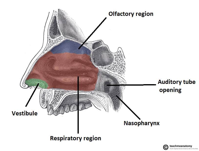 Diagram Of The Nasal Cavity