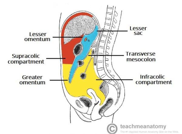 The Peritoneal Cavity - Greater Sac - Lesser Sac - TeachMeAnatomy