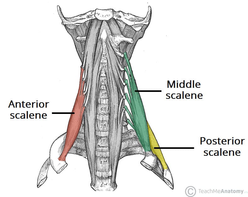 The Middle Scalene Muscle Passes Through The Scalene Gap
