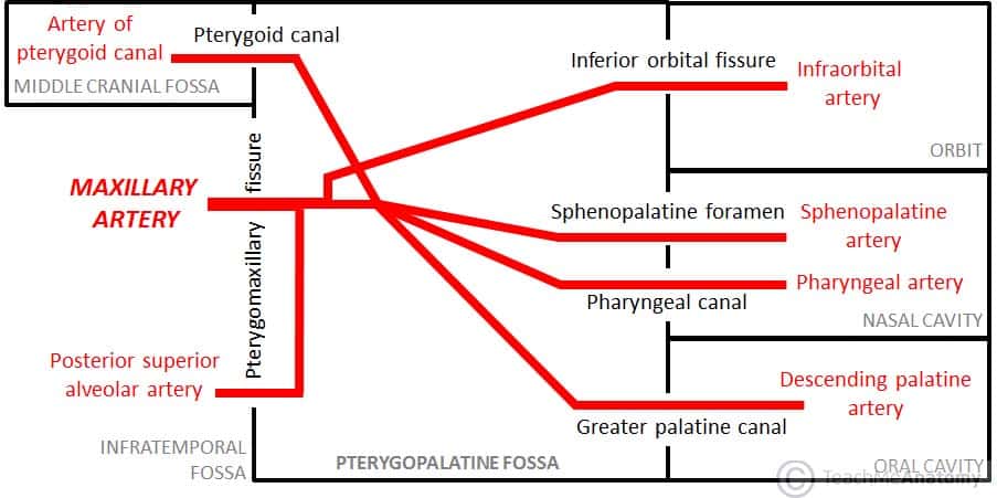 Fig 2.1 - Branches of the maxillary artery and their related foramina and cavities.
