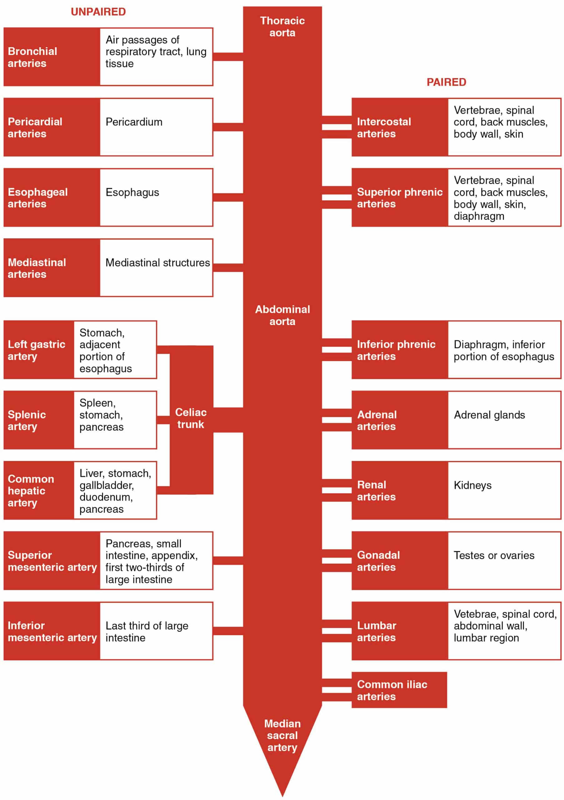 Diagrama esquemático que ilustra las ramas de la aorta torácica y abdominal.