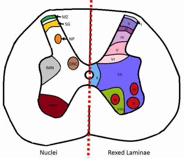 The Grey Matter of the Spinal Cord - TeachMeAnatomy