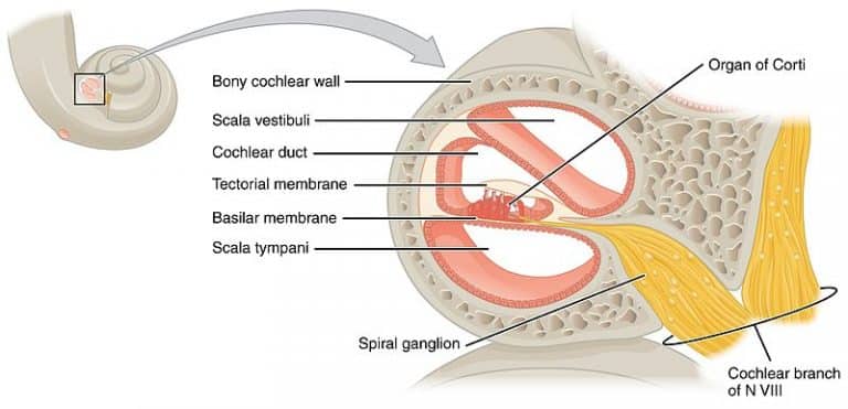The Auditory Pathway - Structures of the Ear - Auditory Transduction ...