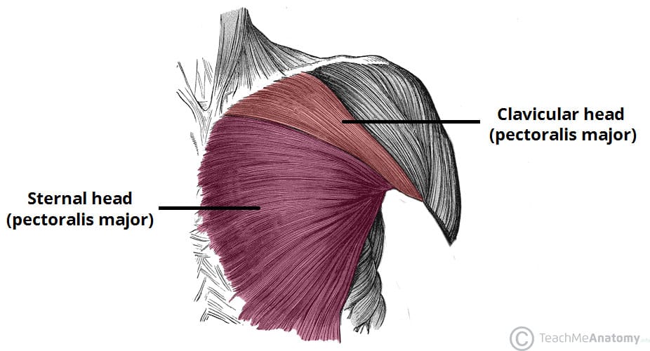 Muscles of the Pectoral Region - Major - Minor - TeachMeAnatomy