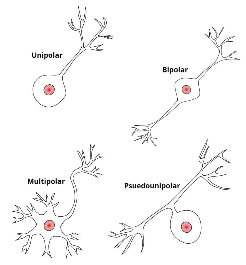Fig 1.2 - Structural classification of neurones.