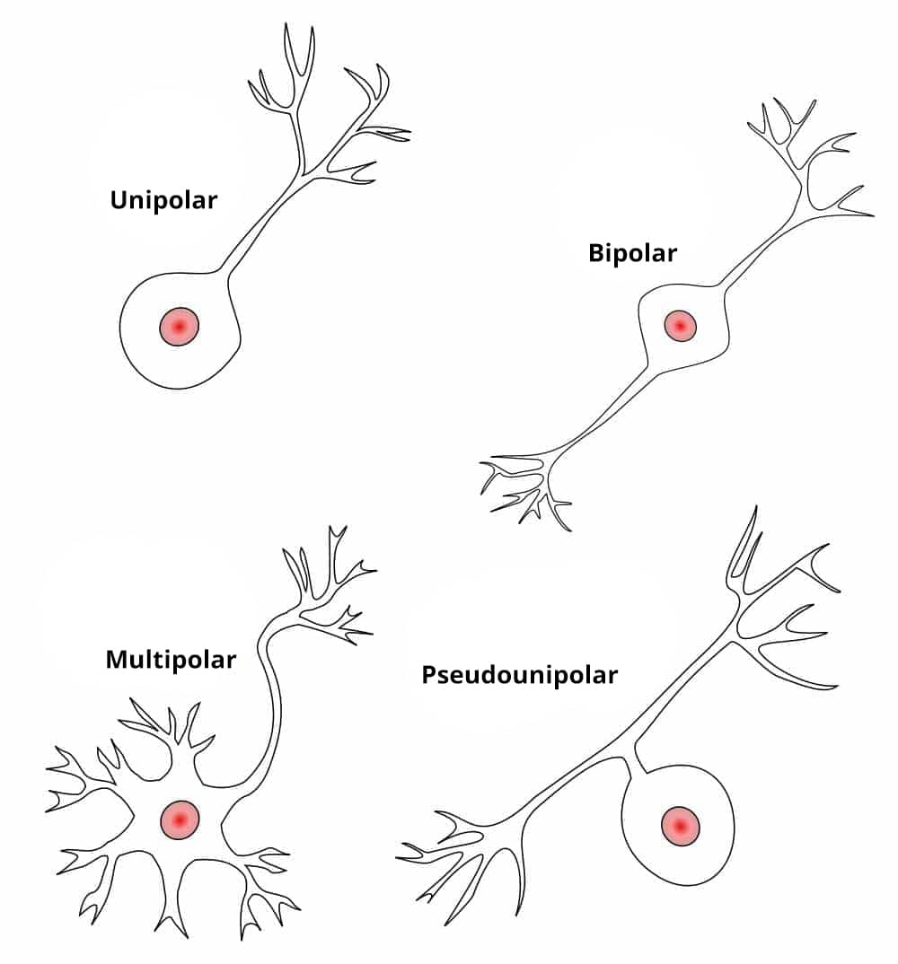 Diagrama de la clasificación estructural de las neuronas que ilustra los diferentes tipos de neuronas.