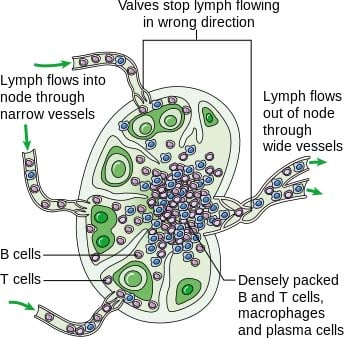 Fig 2 - Structure of a lymph node.